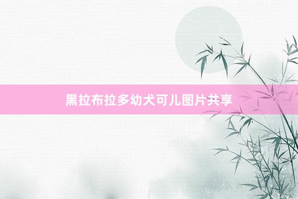 黑拉布拉多幼犬可儿图片共享